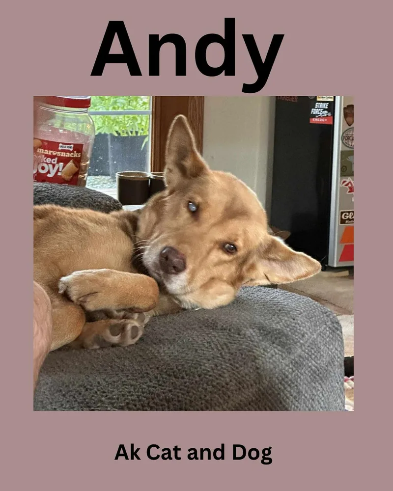 A senior large-sized male Husky dog named Andy for adoption in Wasilla, AK