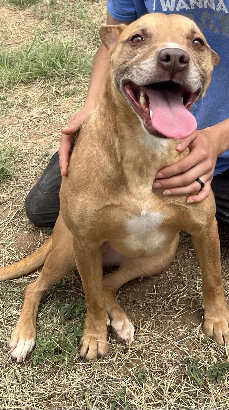 An adult medium-sized female Mixed Breed dog named Cinammon for adoption in Canyon, TX
