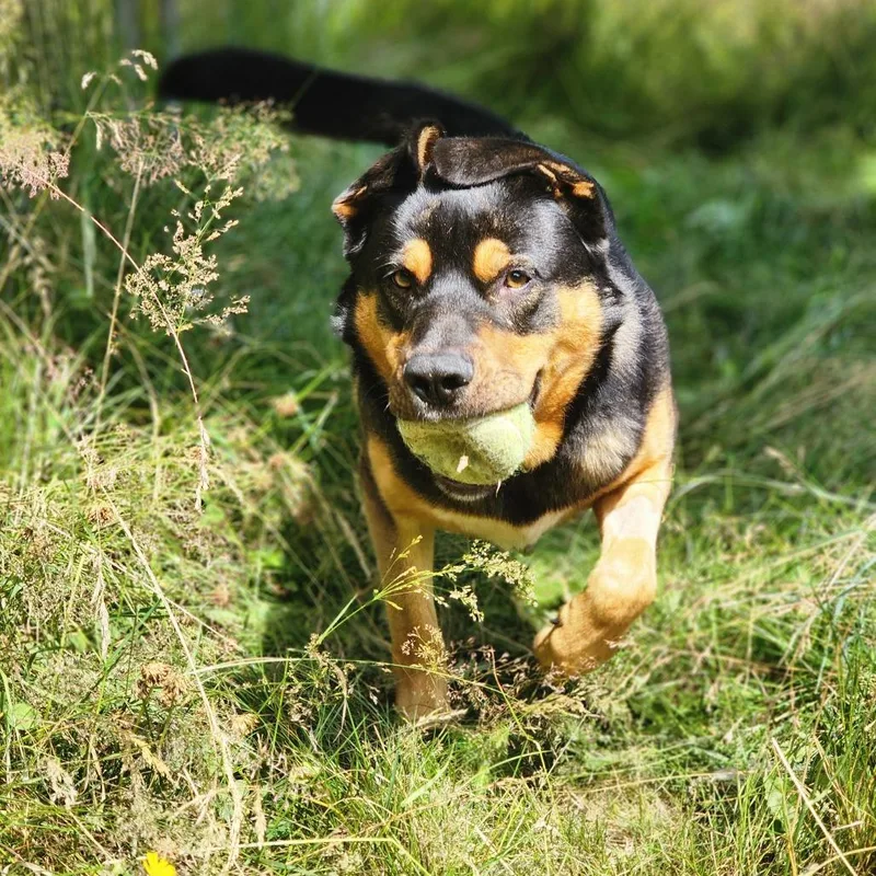 A young large-sized male Rottweiler dog named Goomba for adoption in Port Angeles, WA