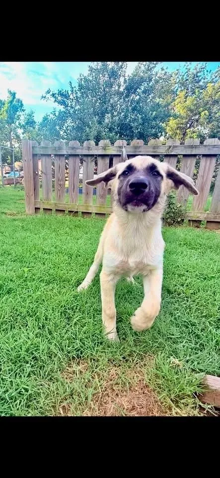 A baby large-sized female Anatolian Shepherd dog named Fero for adoption in Shawnee, OK