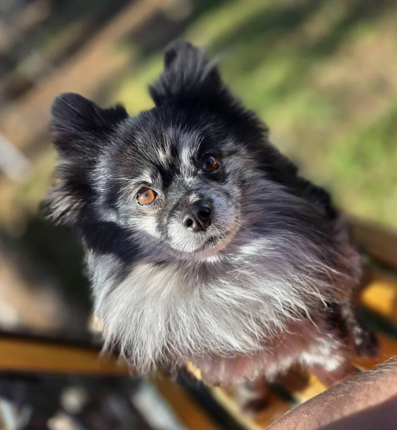An adult small-sized male Merle (Blue) Pomeranian dog named Han Solo for adoption in Clovis, CA