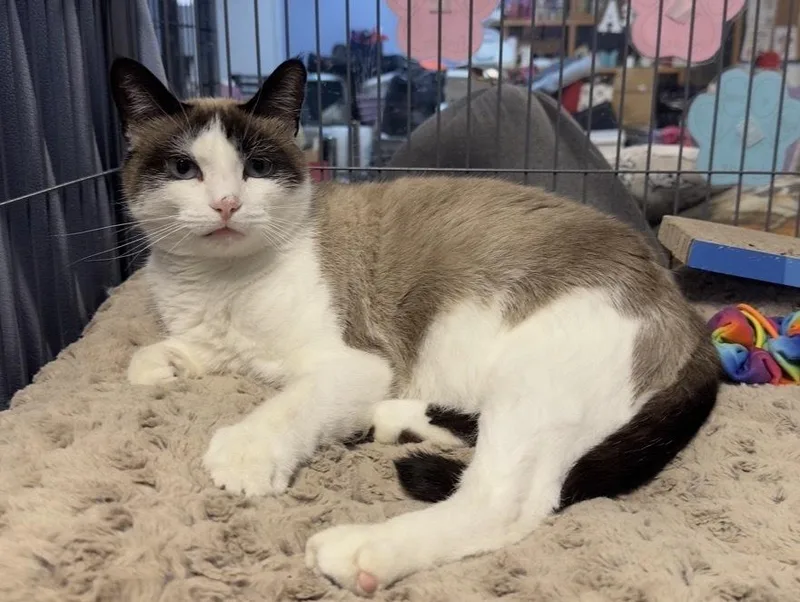 An adult medium-sized female Black & White / Tuxedo Domestic Short Hair cat named Mazie for adoption in Woodbridge, VA