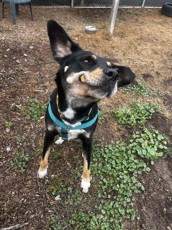An adult large-sized female German Shepherd Dog dog named Bailey for adoption in Santa Rosa, CA
