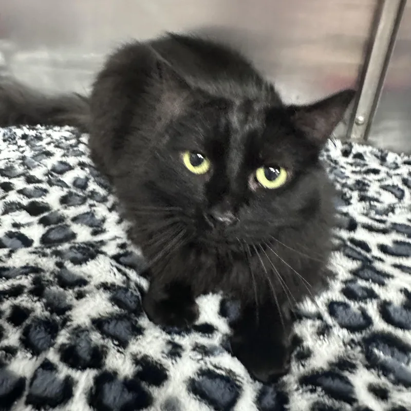 An adult small-sized female Black Domestic Long Hair cat named Eclipse for adoption in Blaine, MN