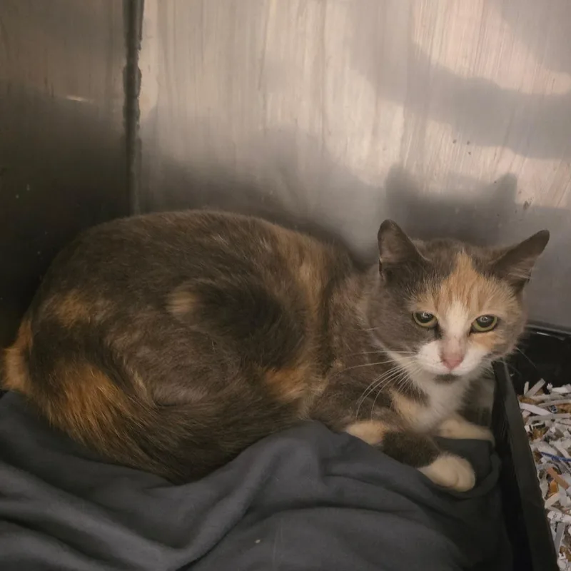 A young small-sized female Tortoiseshell Domestic Short Hair cat named Fern for adoption in Waldorf, MD