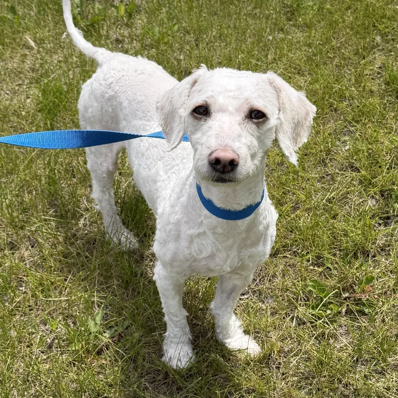 An adult small-sized male White / Cream Poodle dog named Cloud for adoption in Libertyville, IL