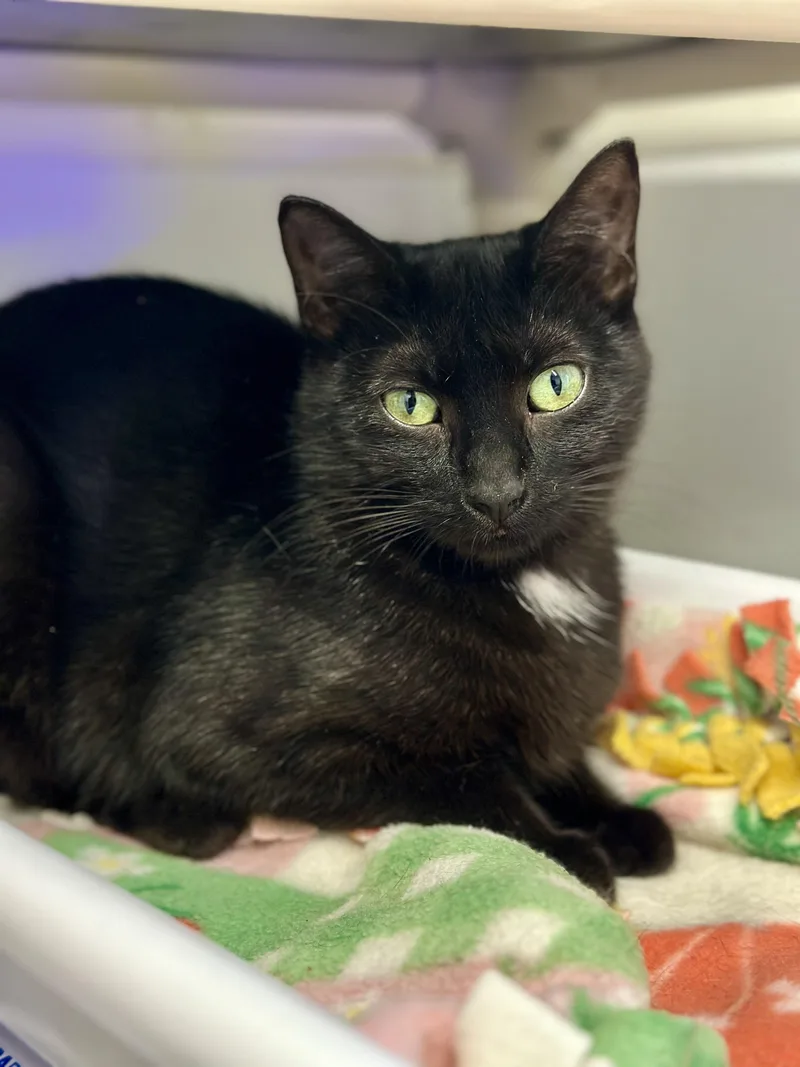 Dominque thumbnail 3