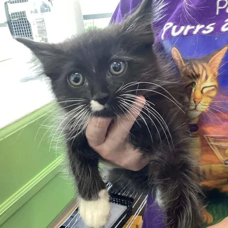 A baby small-sized male Black Domestic Medium Hair cat named Sonny for adoption in Montgomery, AL