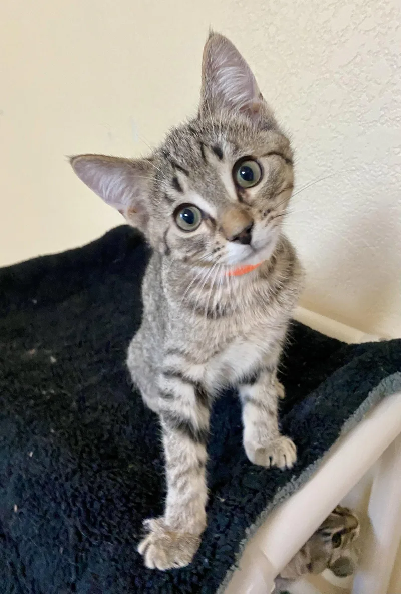 A young medium-sized male Domestic Short Hair cat named Plum Puddin' for adoption in Fargo, ND