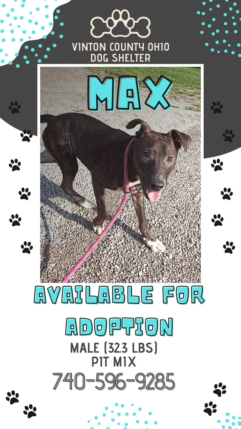 A young medium-sized male Black Pit Bull Terrier dog named Max for adoption in McArthur, OH