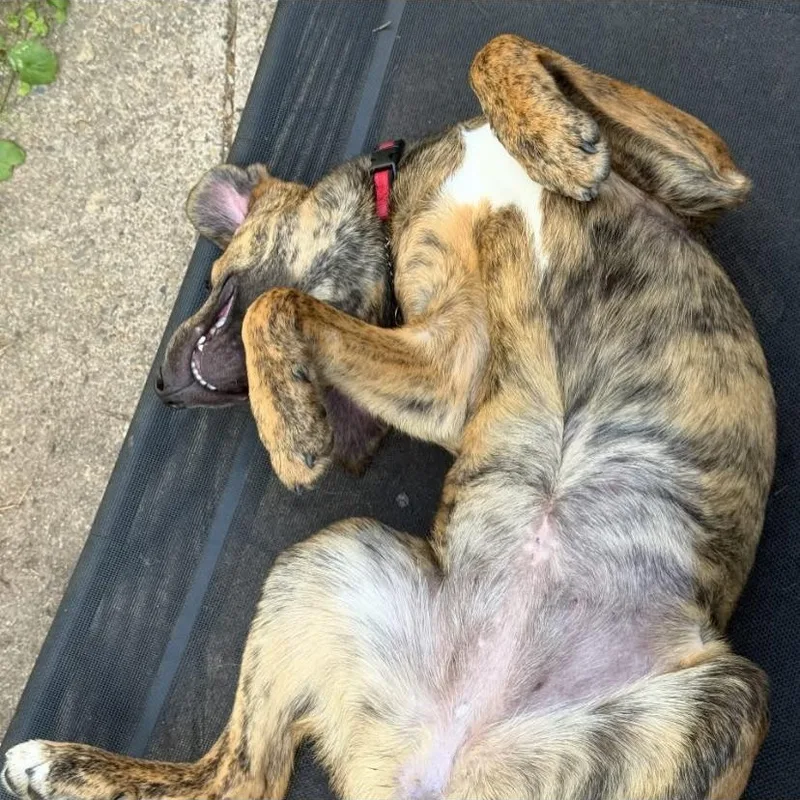 A baby medium-sized female Brindle Mountain Cur dog named Swiss for adoption in Philadelphia, PA