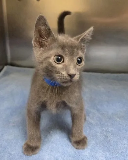 A baby small-sized male Domestic Short Hair cat named Danny for adoption in Westland, MI