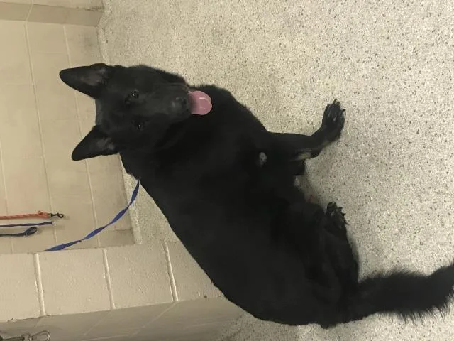 An adult medium-sized male German Shepherd Dog dog named A for adoption in Conroe, TX
