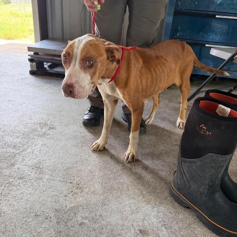 An adult medium-sized female Brown / Chocolate Pit Bull Terrier dog named Remi for adoption in Bastrop, TX