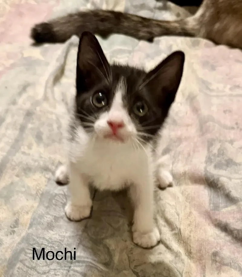 A baby small-sized female Black & White / Tuxedo Domestic Short Hair cat named Mochi for adoption in Safety Harbor, FL