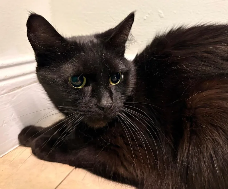 An adult medium-sized female Domestic Short Hair cat named Munch for adoption in Fall River, MA