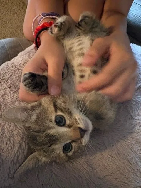 A baby small-sized female Tabby cat named Tigress for adoption in San Antonio, TX