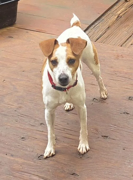 A young small-sized male Red / Chestnut / Orange Jack Russell Terrier dog named Niles for adoption in Troutman, NC
