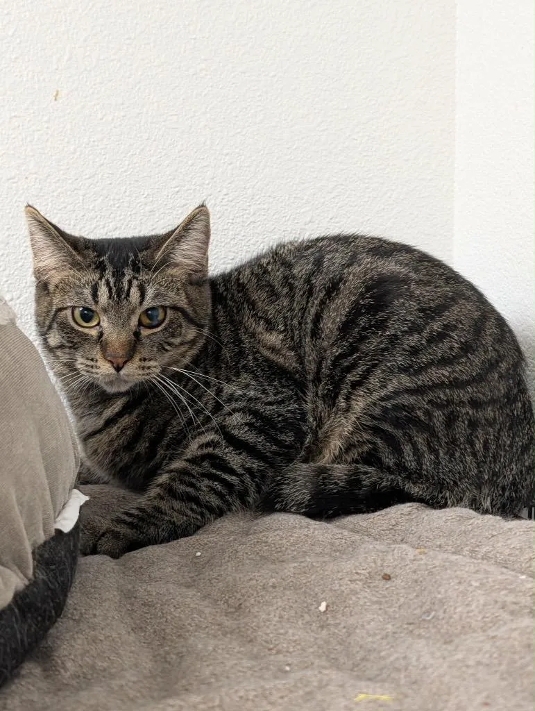 A young large-sized male Tabby cat named Banjo for adoption in Grand Junction, CO