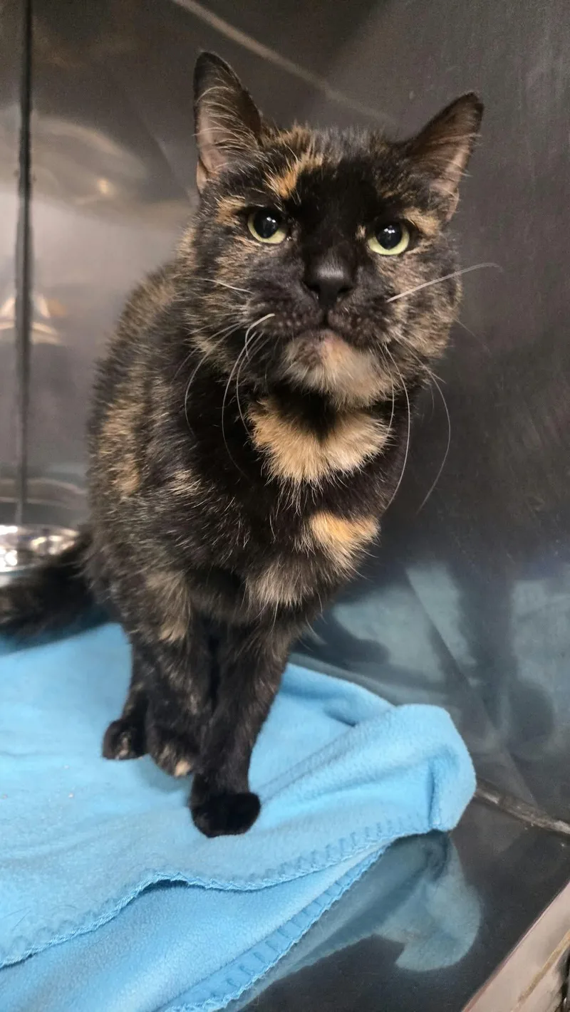 An adult medium-sized female Tortoiseshell Domestic Short Hair cat named Ozempic for adoption in Martinsville, IN