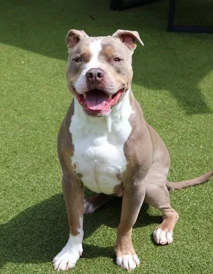 An adult large-sized male Mixed Breed dog named Jagger for adoption in Athens, GA