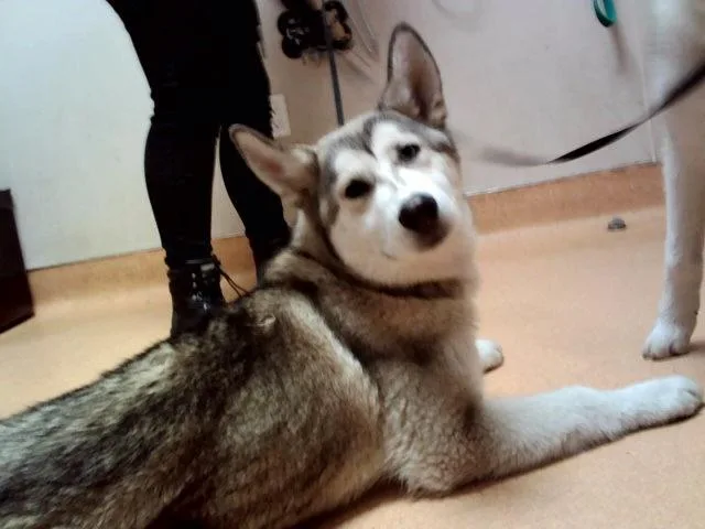 A baby medium-sized male Siberian Husky dog named Weber for adoption in Martinez, CA