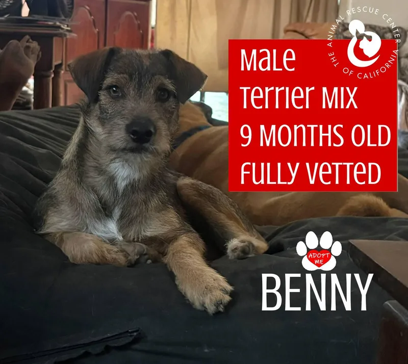 Benny thumbnail 2