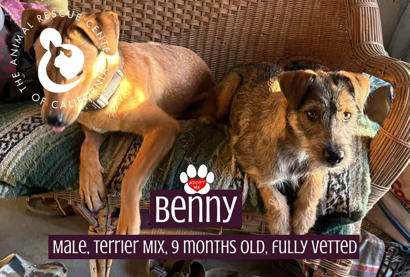 Benny thumbnail 4