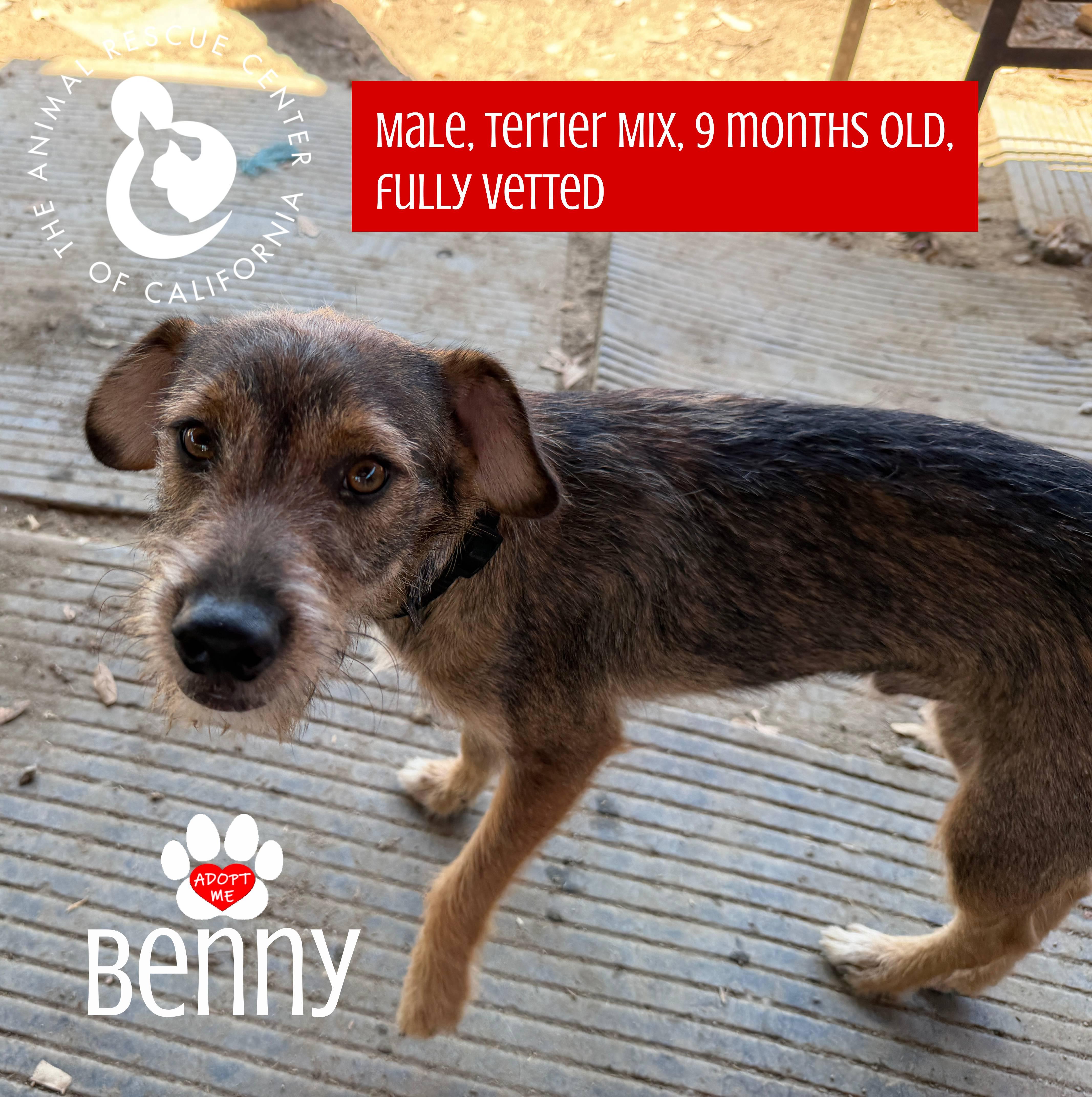 Benny thumbnail 5