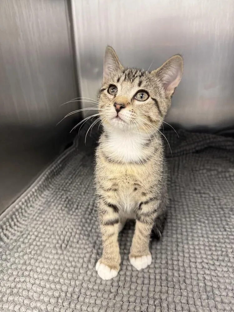 A baby small-sized female Brown / Chocolate Domestic Short Hair cat named Wren for adoption in Statesboro, GA