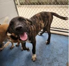 A baby large-sized male Mixed Breed dog named Sampson for adoption in Largo, FL