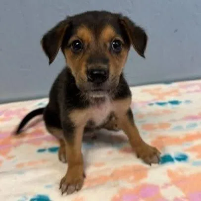 A baby small-sized male Black Hound dog named Max for adoption in Hattiesburg, MS