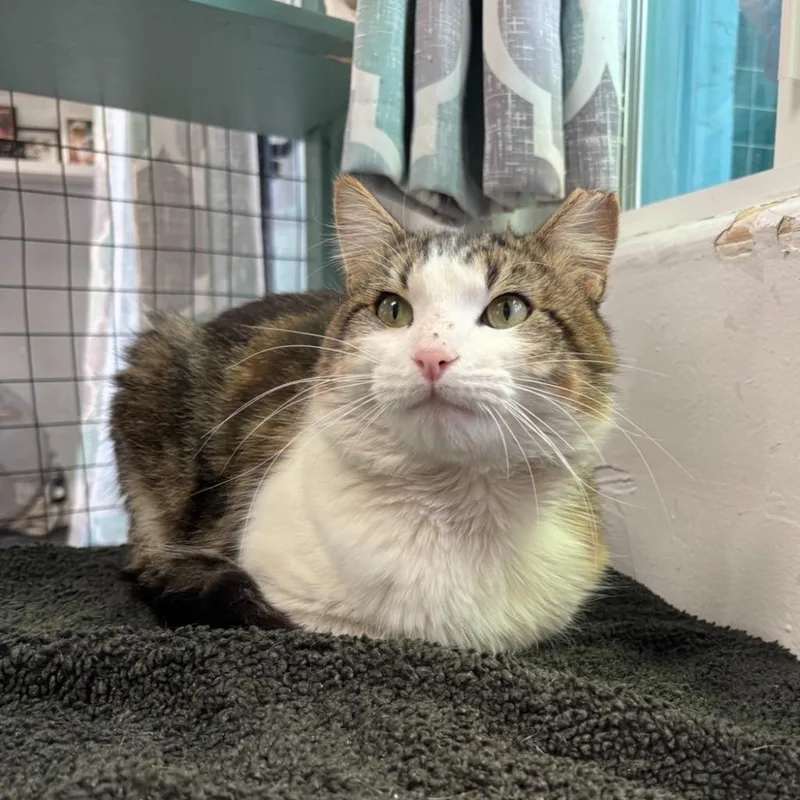 An adult small-sized male Domestic Short Hair cat named Thomas for adoption in Los Angeles, CA