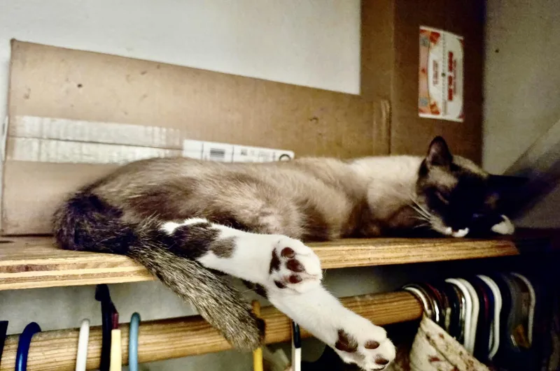 An adult large-sized male Applehead Siamese cat named Marshmallow for adoption in Mission Viejo, CA