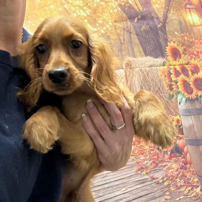 A baby small-sized male Red / Chestnut / Orange Cocker Spaniel dog named Ireland for adoption in Normal, IL