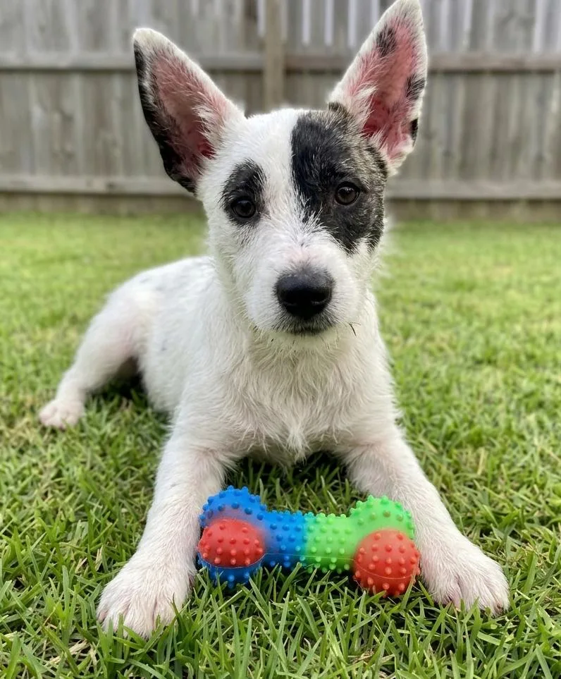 An adult small-sized female Jack Russell Terrier dog named Tula for adoption in Crown Point, IN