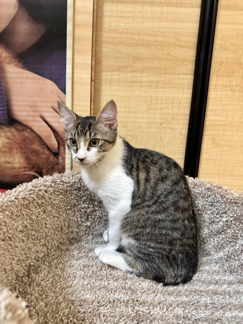 A baby medium-sized male Tabby (Brown / Chocolate) Domestic Short Hair cat named Spider for adoption in Springfield, PA