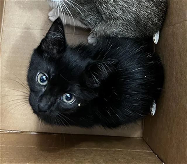 A baby medium-sized female Domestic Medium Hair cat named Bella for adoption in Dallas, TX