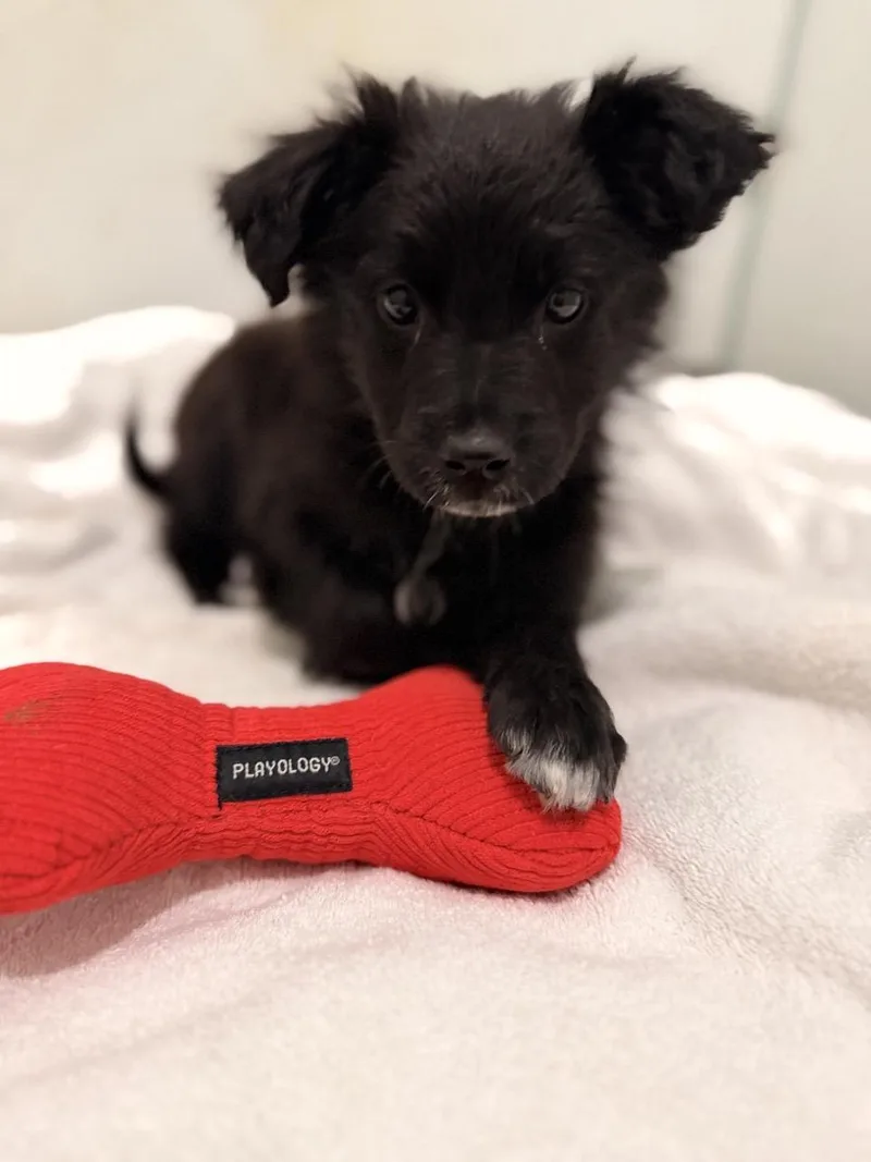 A baby medium-sized male Black Collie dog named Tom Sawyer for adoption in Mansfield, TX