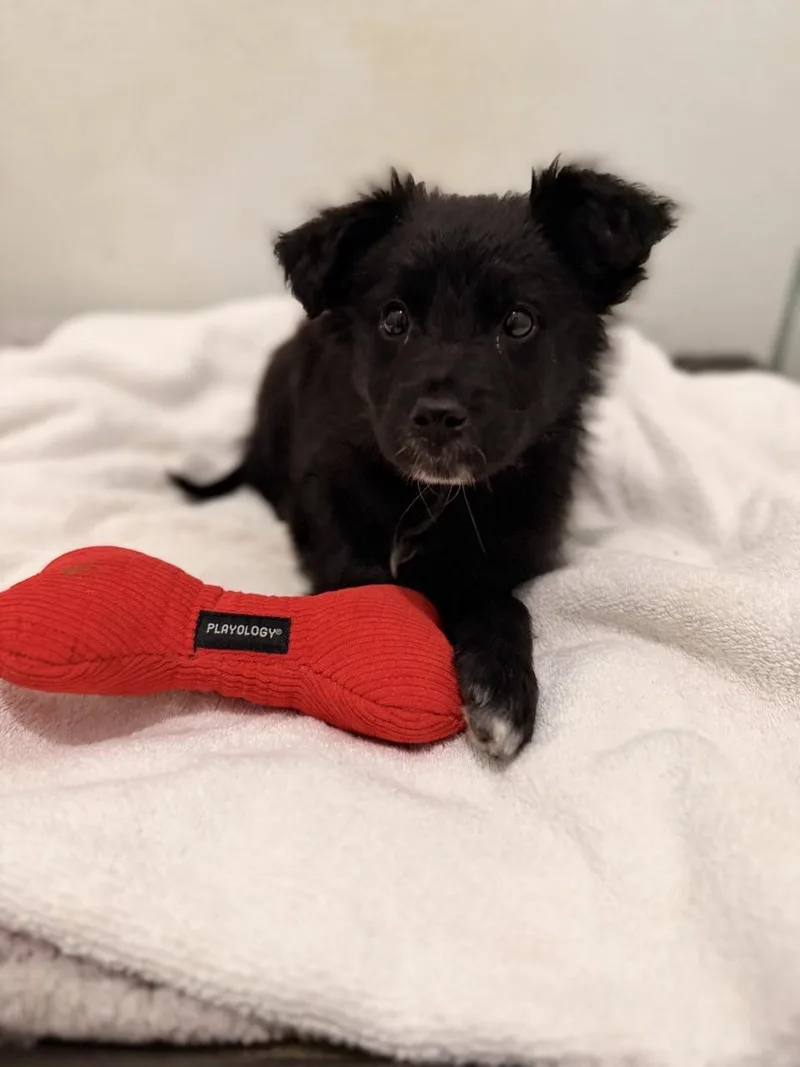 Tom Sawyer thumbnail 4