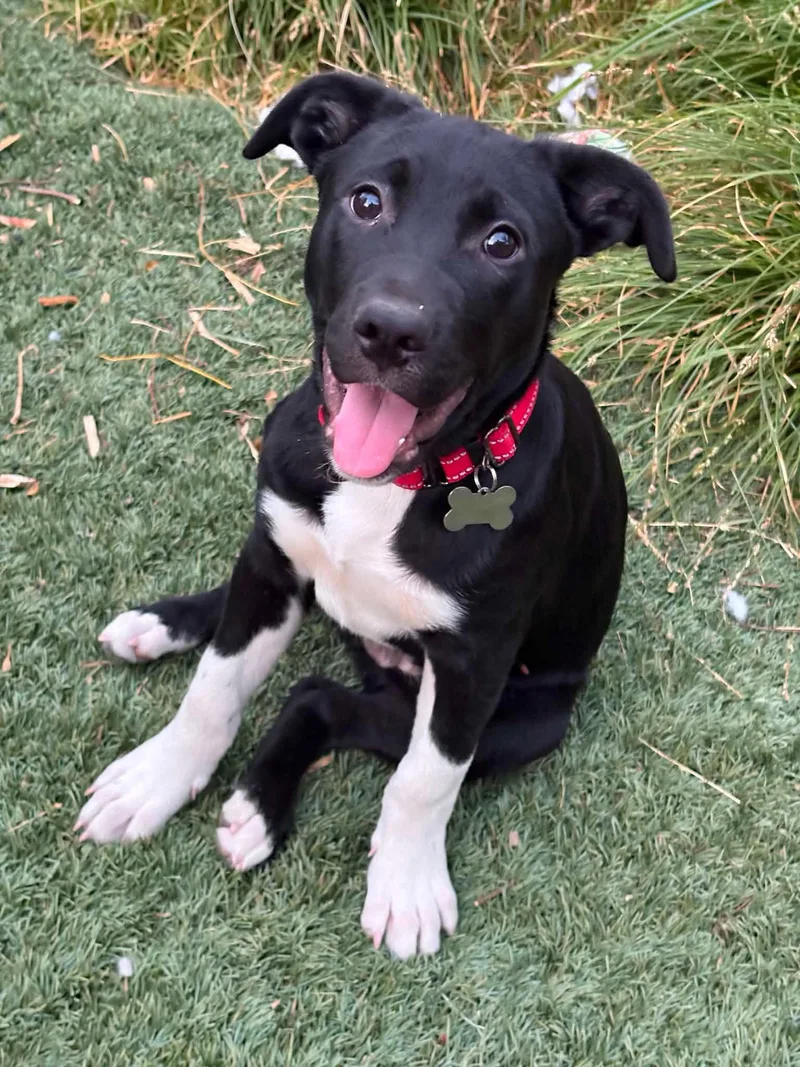 A young medium-sized male Labrador Retriever dog named Socks for adoption in Sunnyvale, CA