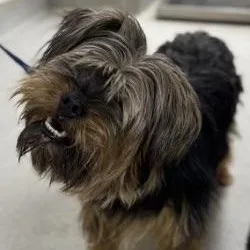 A young medium-sized male Yorkshire Terrier dog named Doc for adoption in Danbury, CT