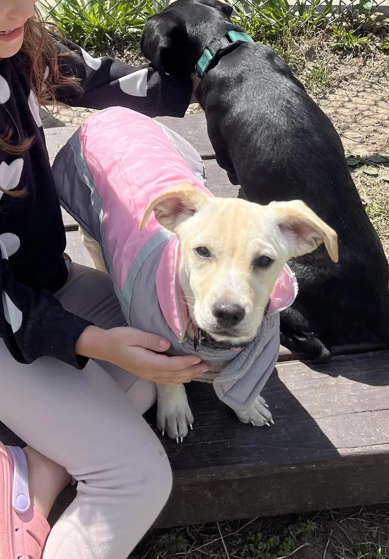 A baby small-sized female Apricot / Beige Mixed Breed dog named Cashew for adoption in Fairfax, VA