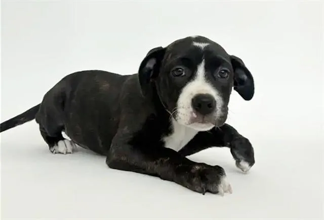 A baby small-sized female Pit Bull Terrier dog named Gertrude for adoption in Saint Louis, MO