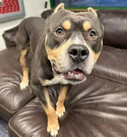 An adult large-sized male American Bulldog dog named Lugnut for adoption in Anchorage, AK