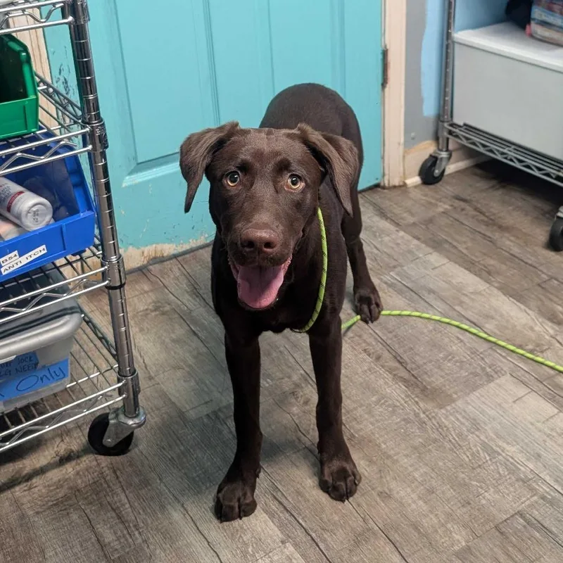 A young medium-sized female Brown / Chocolate Chocolate Labrador Retriever dog named Carman for adoption in Jefferson city, TN