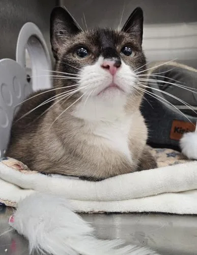 An adult large-sized male Domestic Short Hair cat named Pacino for adoption in Webster, MA