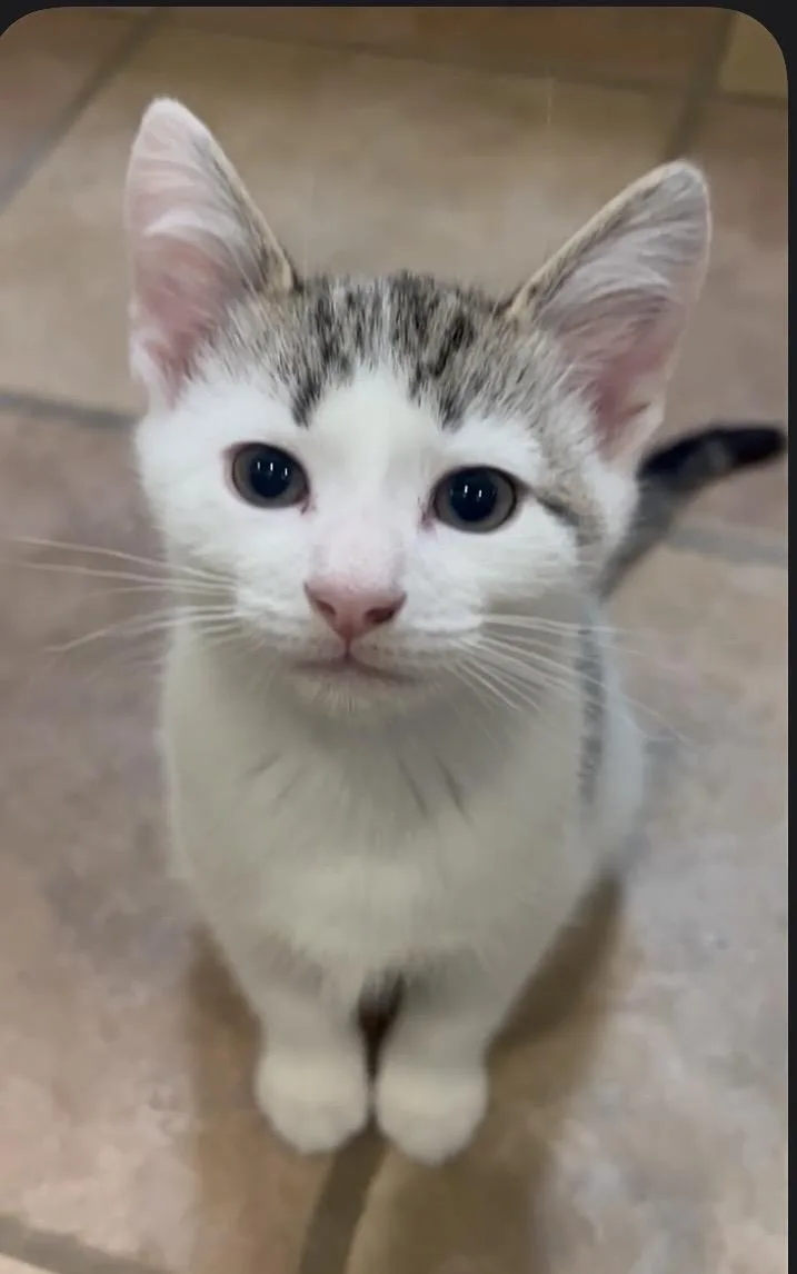 A baby medium-sized male Tabby (Tiger Striped) Domestic Short Hair cat named Kilkenny for adoption in Breinigsville, PA