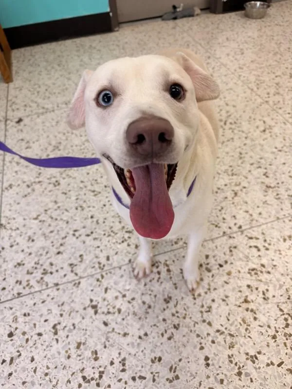 An adult medium-sized male White / Cream Yellow Labrador Retriever dog named Blue for adoption in Phoenix, AZ