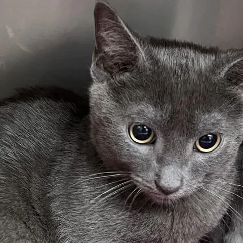 A baby small-sized male Gray / Blue / Silver Domestic Short Hair cat named Sam for adoption in Baltimore, MD